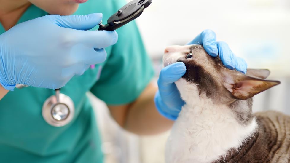 hyphema in cats; a cat’s eyes are examined by a veterinarian.